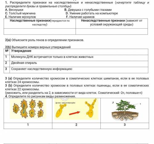 1. Распределите признаки на наследственные и ненаследственные (начертите таблицу и распределите букв