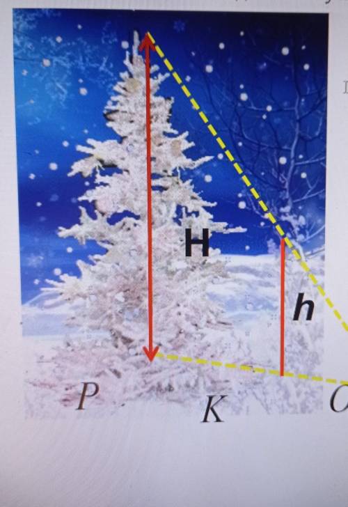 Відомо що h=1,4 м OK=2м OP=6м Знайдіть висоту ялинки H​