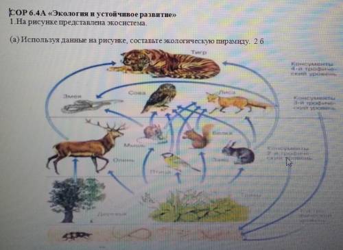 (а) Используя данные на рисунке, состаиите экологическую пирамиду. (б)Объясните переход энергии и ве