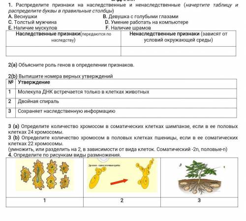 1. Распределите признаки на наследственные и ненаследственные (начертите таблицу и распределите букв