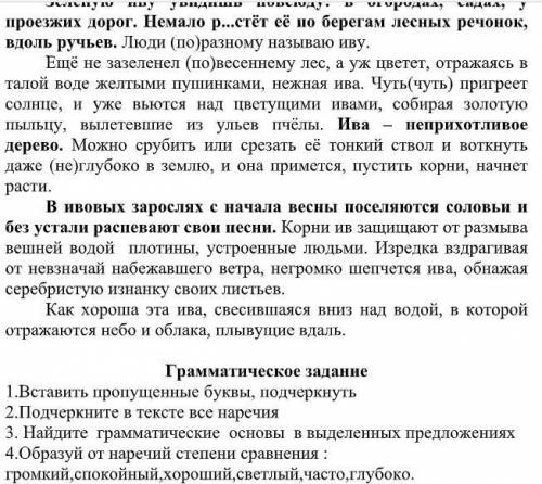 Зелёную иву увидишь повсюду. В огородах, садах, у