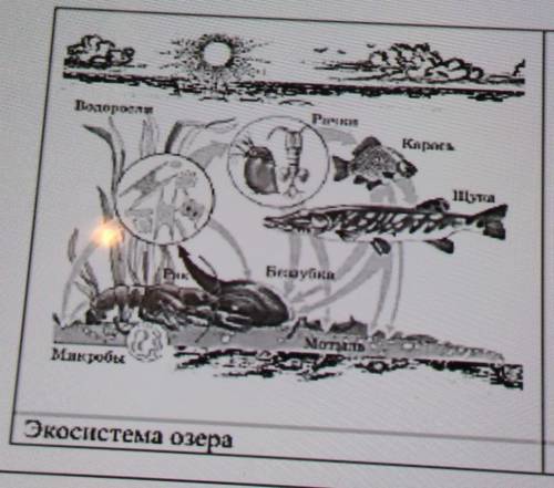 Перечислите состав экосистемы ОЗЕРА и состав экосистемы ОКЕАНА  из предложенных компонентов  ​