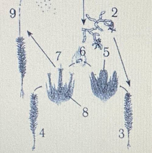 Укажите цифру,обозначающую растение мха,на котором формируются мужские органы полового размножения.
