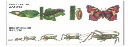 Определите этапы развития частичной и полной трансформации. На картинке показано развитие сверчка, р
