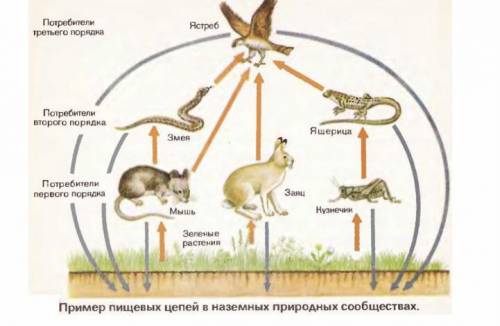 1. На рисунке представлена экосистема. (a) Используя данные на рисунке, составьте экологическую пира