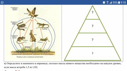 На рисунке представлена экосистема. (а) Используя данную экосистему, составьте экологическую пирамид