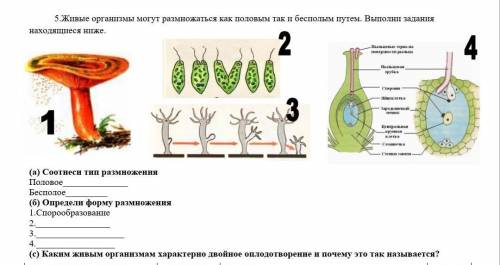 Определи форму размножения и под буквой с ​