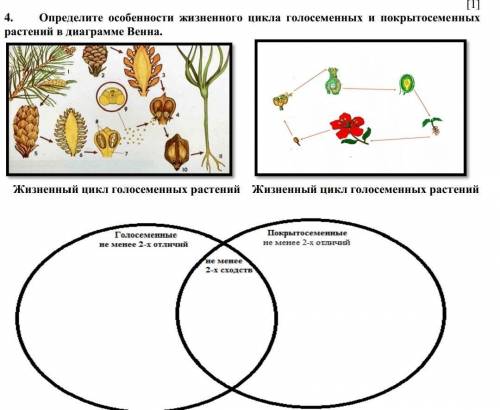 Определите особенности жизненного цикла голосеменных и покрытосеменных растений в диаграмме Венна.​