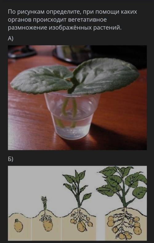 ТЕКСТ ЗАДАНИЯ По рисункам определите, при каких органов происходит вегетативное размножение изображё
