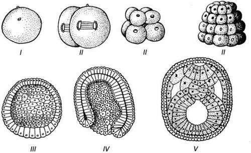 Укажите различие и сходства перечисленных выше этапов эмбриогенеза под цифрой II и V. Заполните табл