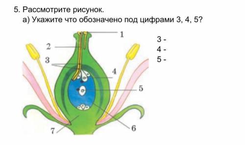 5. Рассмотрите рисунок.  a) Укажите что обозначено под цифрами 3, 4, 5? ​