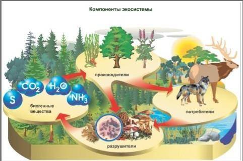 СОООР Задания 1. На рисунке представлена экосистема. А) Используя данные на рисунке, составьте эколо