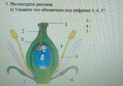 5. Рассмотрите рисунок. а) Укажите что обозначено под цифрами 3, 4, 5?13 -4.523IG[3]7b) В чем заключ