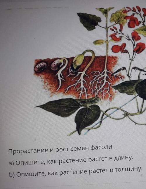 Прорастание и рост семян фасоли . а) Опишите, как растение растет в длину.b) Опишите, как растение р