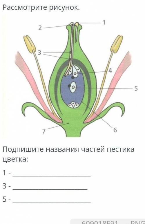 Рассмотрите рисунок. подпишите названия частей пестика цветка: 123 ​