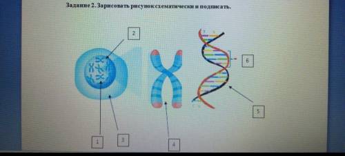 Задание 2. Зарисовать рисунок схематически и подписать.
