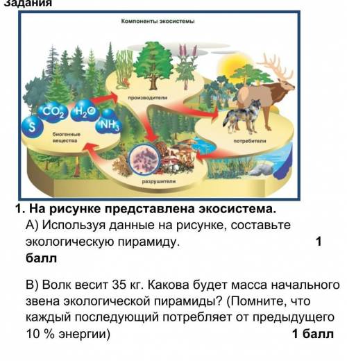 1.  На рисунке представлена экосистема. А) Используя данные на рисунке, составьте экологическую пира