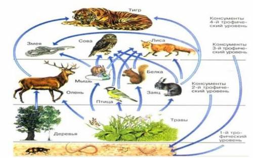 (a)   Используя данные на рисунке, нарисуйте экологическую пирамиду. (b) Используя данные на рисунке