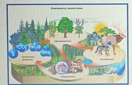 Волк весит 35 кг какова будет масса начального звена экологической пирамиды? (помните что каждый пос