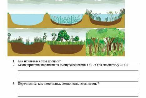 Перечислите как изменились компоненты экосистемы ​