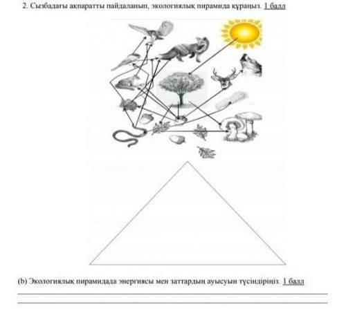 2. Сызбадағы ақпаратты пайдаланып, экологиялық пирамида құраңыз. ​