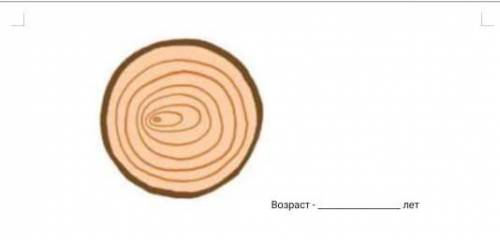 Определите возраст дерева, спил которого размещен ниже: ​