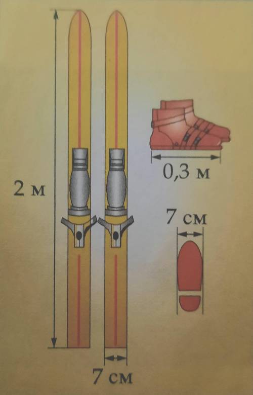 На рисунке приведены размеры лыж и ботинок лыжника. Во сколько раз отличается давление лыжника на сн