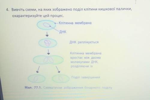 Вивчіть схеми, на яких зображено поділ клітини кишкової палички, охарактеризуйте цей процес​