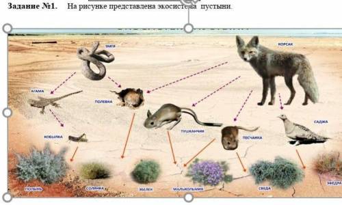 ЭТО СОР ИНОГО ! Задание №1. На рисунке представлена экосистема пустыни.  Объясните, что произойдёт в