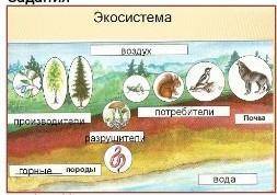 На рисунке представлена экосистема. А)используя данные на рисунке составьте экологическую пирамиду.В