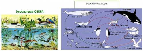 На рисунках представлены две экосистемы озеро и море. Укажи различия этих экосистем