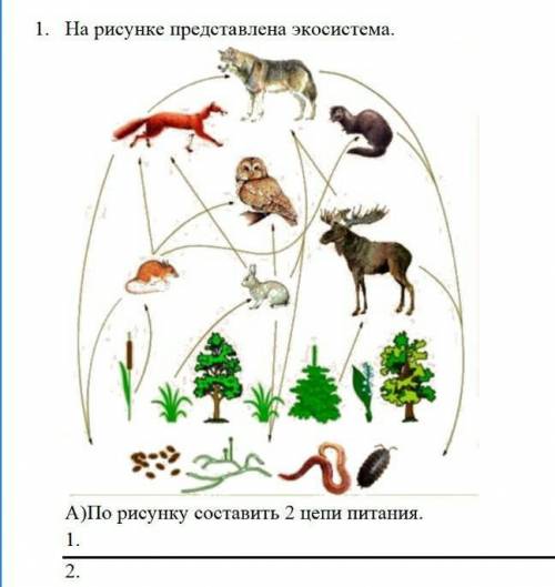 1. На рисунке представлена экосистема. А)По рисунку составить 2 цепи питания.1.2.​