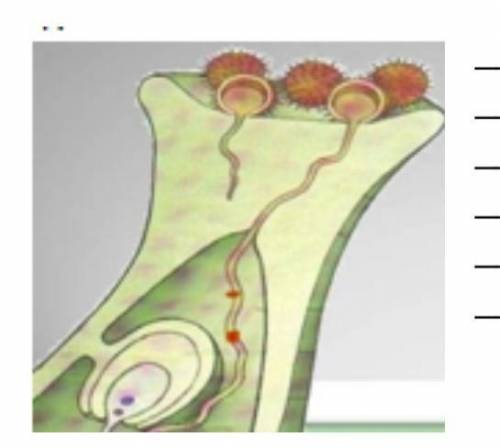 Используя рисунок напишите о роли: вегетативной клетки, генеративной клетки, эндосперм. ​
