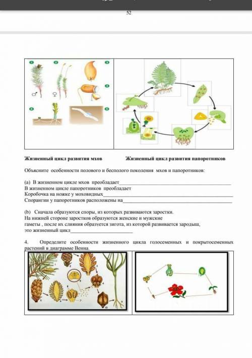 Объясните особенности полового и бесполового поколения мхов и папоротников ​