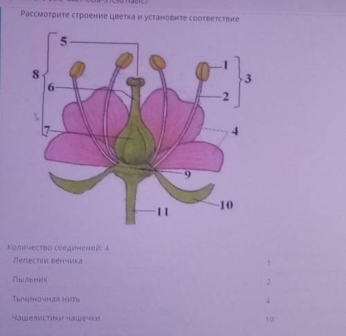 Рассмотрите строение цветка и установите соответствие 538624910количество соединений: 4Лепестки венч