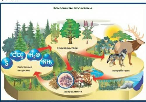 1.     На рисунке представлена экосистема. А) Используя данные на рисунке, составьте экологическую п