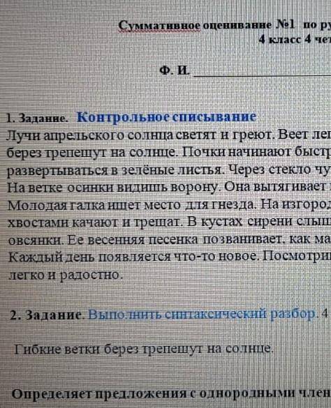 Берез трепептут на солнце. Почи начинают быстро наливаться нразвертаваться в зеленые листья берез ст