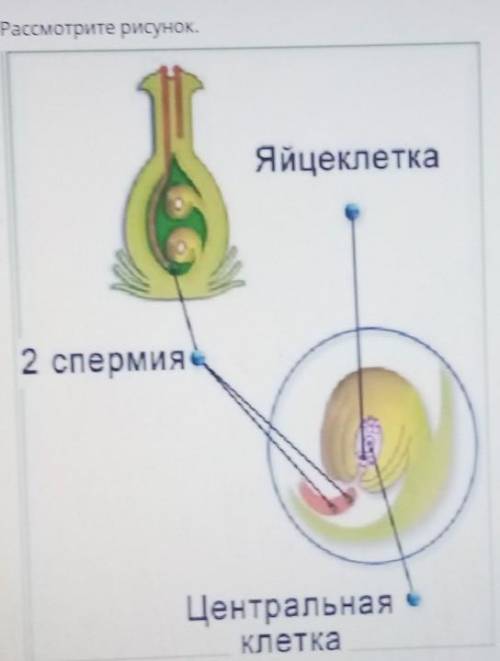 Рассмотрите рисунок. Яйцеклетка2 спермияЦентральнаяКлеткаА) Какой процесс показан на рисунке?Б) Кем 