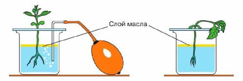 Из предложенных вариантов выберите верное описание эксперимента. Изучение дыхания клеток корня Изуче