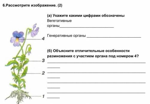 )Укажите какими цифрами обозначены Вегетативные органы ​