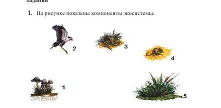 Как на рисунке показаны компоненты экосистемы​