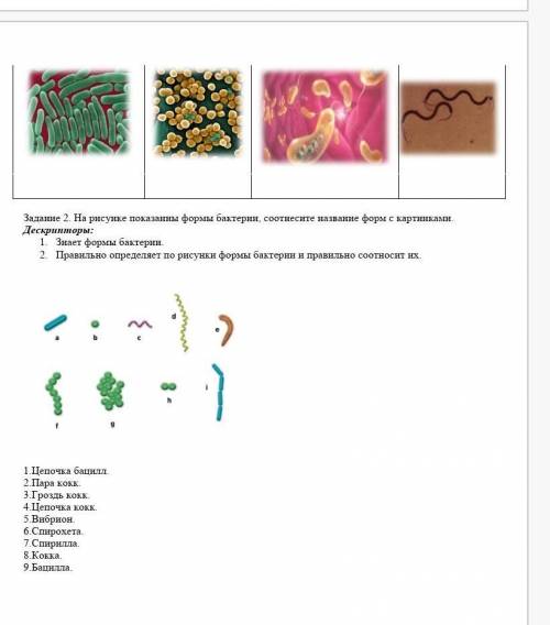 Задание 2. На рисунке показанны формы бактерии, соотнесите название форм с картинками. Дескрипторы:1