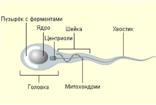 Де містяться мітохондрііі у сперматозоііді