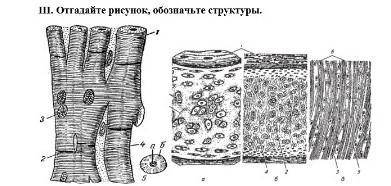 отгадайте рисунок, обозначьте структуры