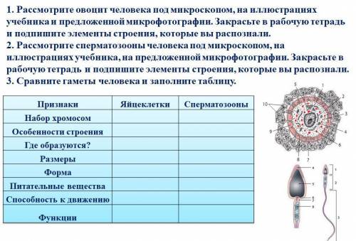 Здравствуйте . 10 класс. Тема: Половые клетки. Особенности гаметогенеза у человека.