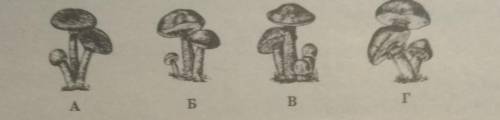 2. На якому малюнку зображено пластинчастий гриб?AБВГ​