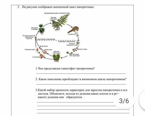 3 на рисунке изображён цикл папоротника 1 чем представлен гаметофит папоротника? 2 какое поколение п