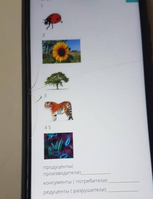 На рисунках представлены компоненты экосистемы. Определите, кто из нихОтносится к продуцентам, консу