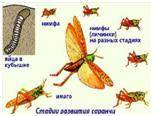 4Рассмотрите картинку. Определите тип развития насекомых (3б) Тип развития Особенности типа развити