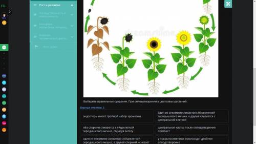 Рассмотри рисунок выберите правильные суждения .При оплодотворении у цветковых растений.